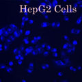 HepG2